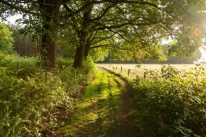 Mehr über den Artikel erfahren Ganzheitliche Naturheilkunde – Neudörfl | Haschendorf | Baden